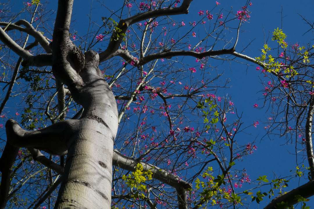 Trees Trees
